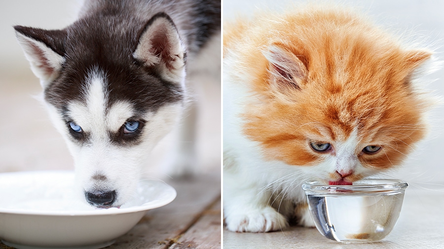 6 Tricks to Help Your Pet Drink More Water GoodRx