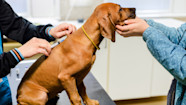 Kennel Cough And How To Treat It GoodRx