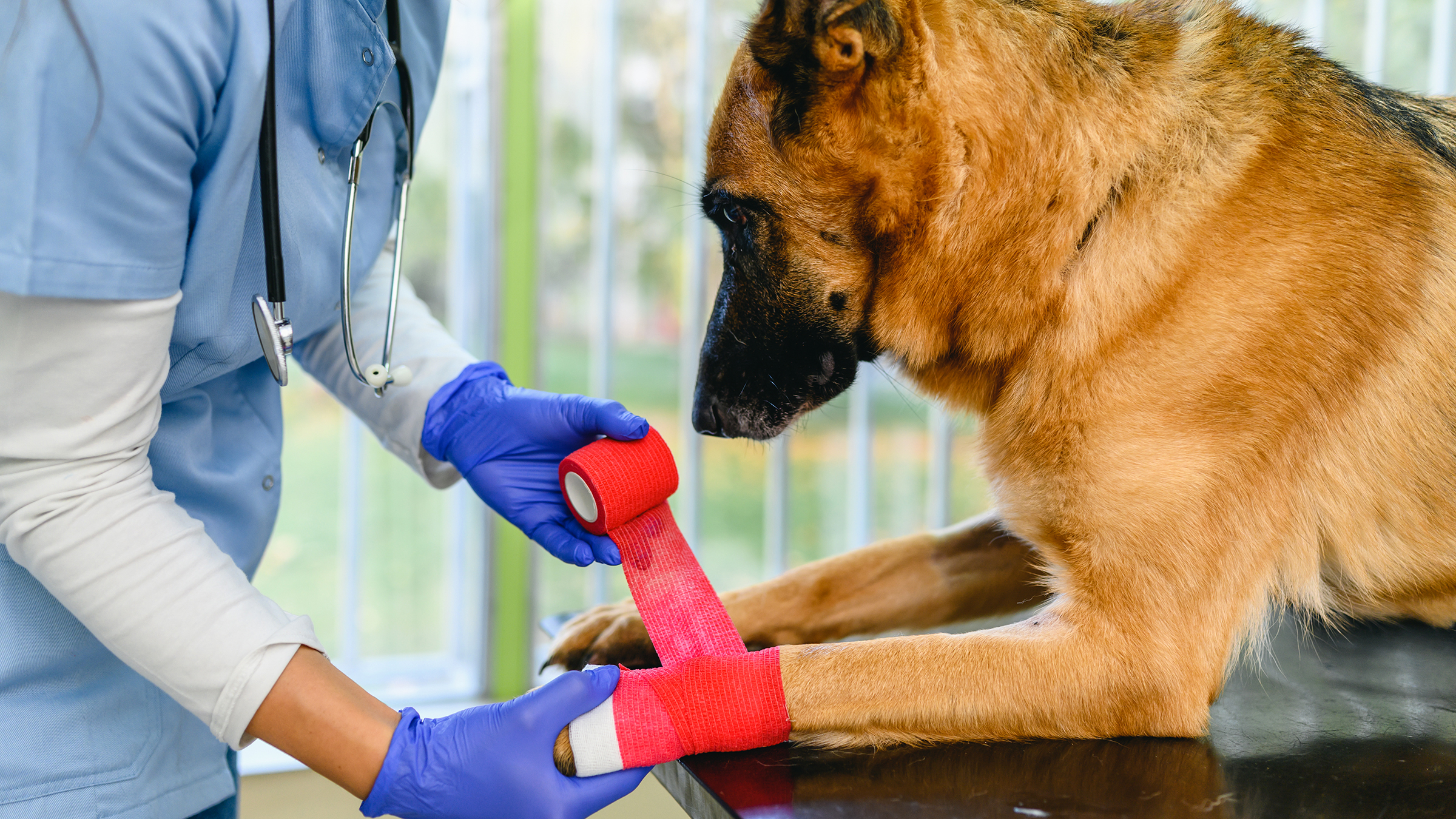 How Much Does Acl Surgery Cost for a Dog: Affordable Options