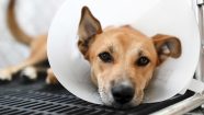 When Is The Right Time To Spay Neuter A Dog GoodRx