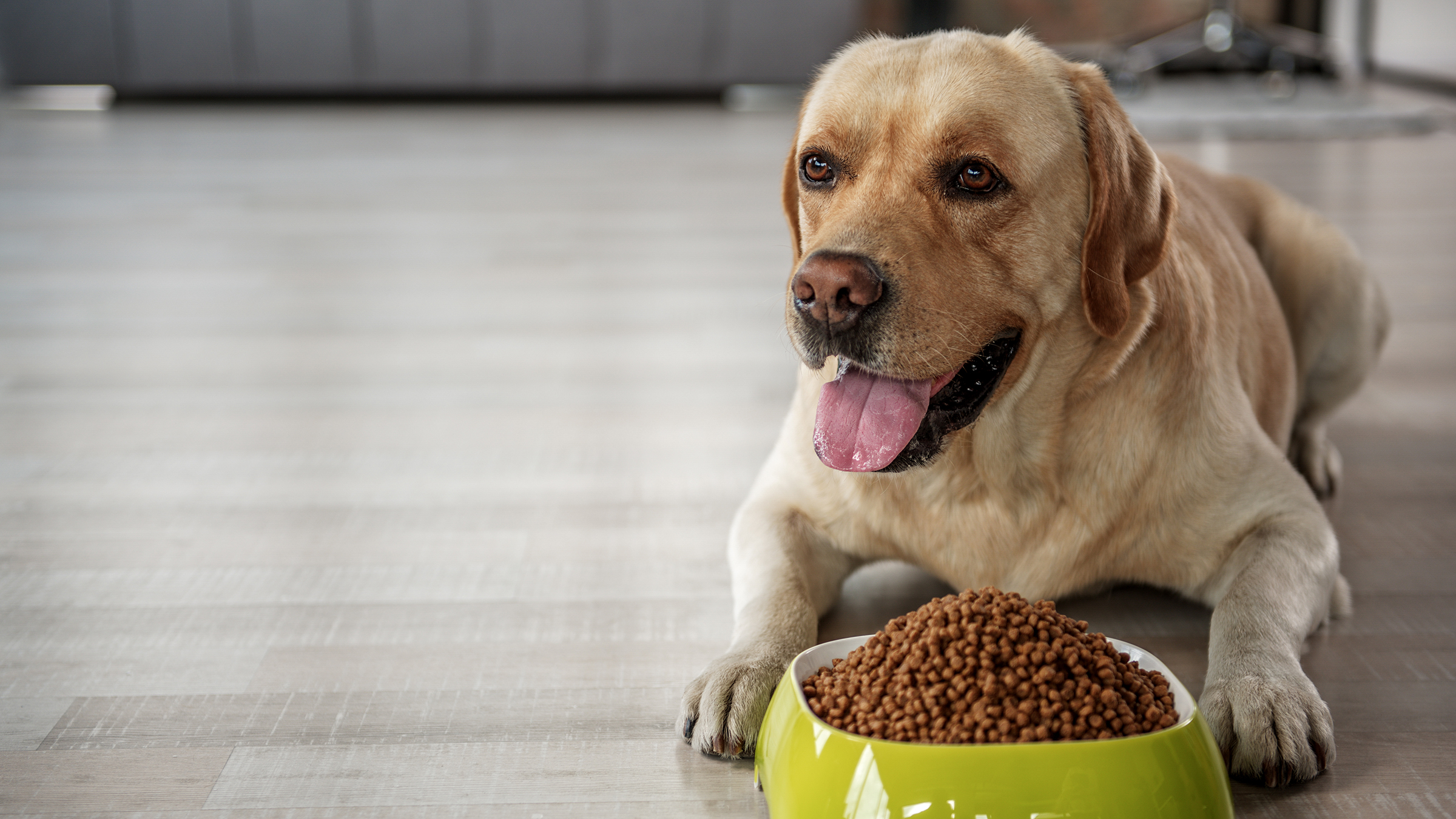 Labrador weight 2024 loss food