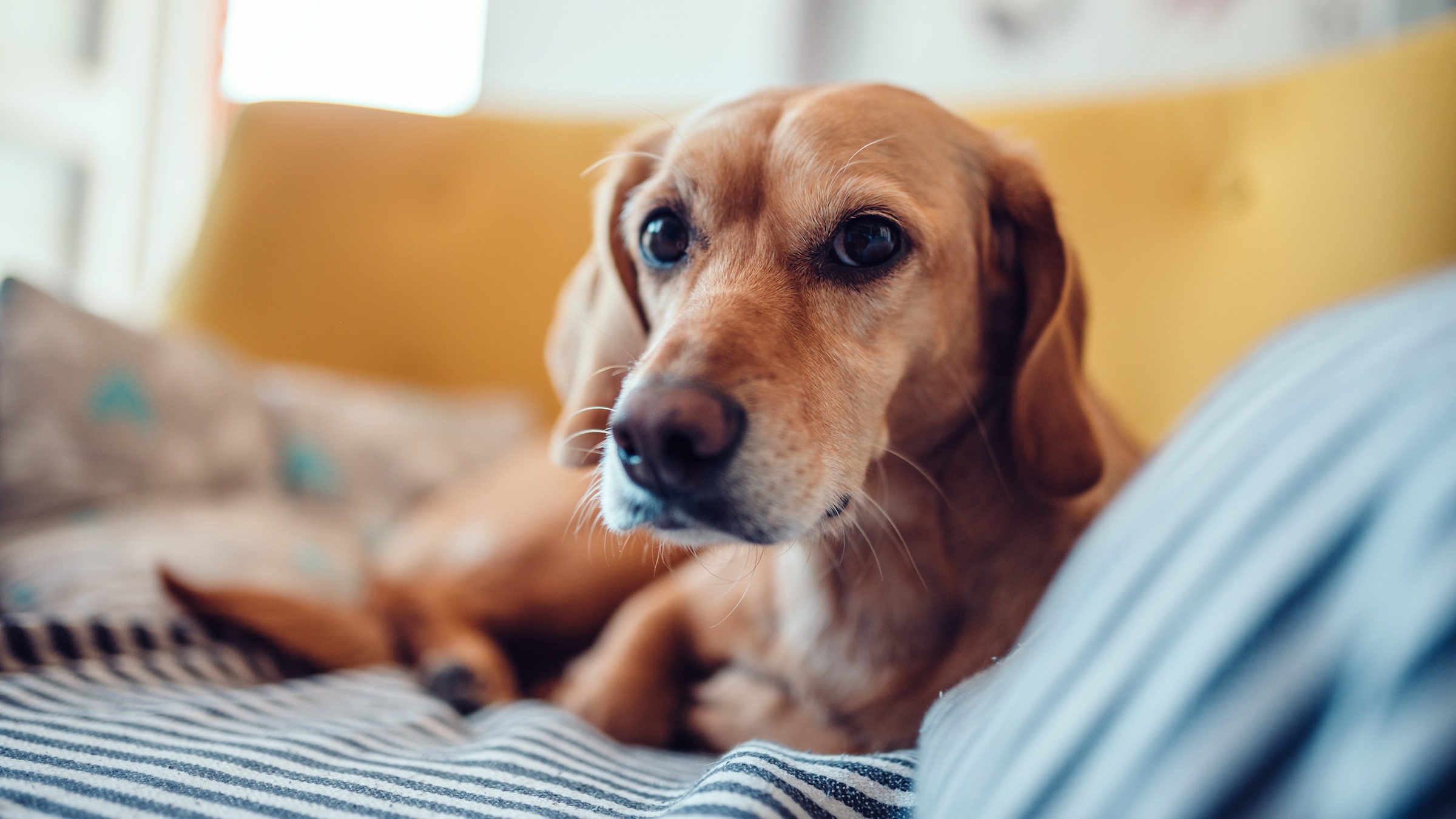 how much does phenobarbital help dogs