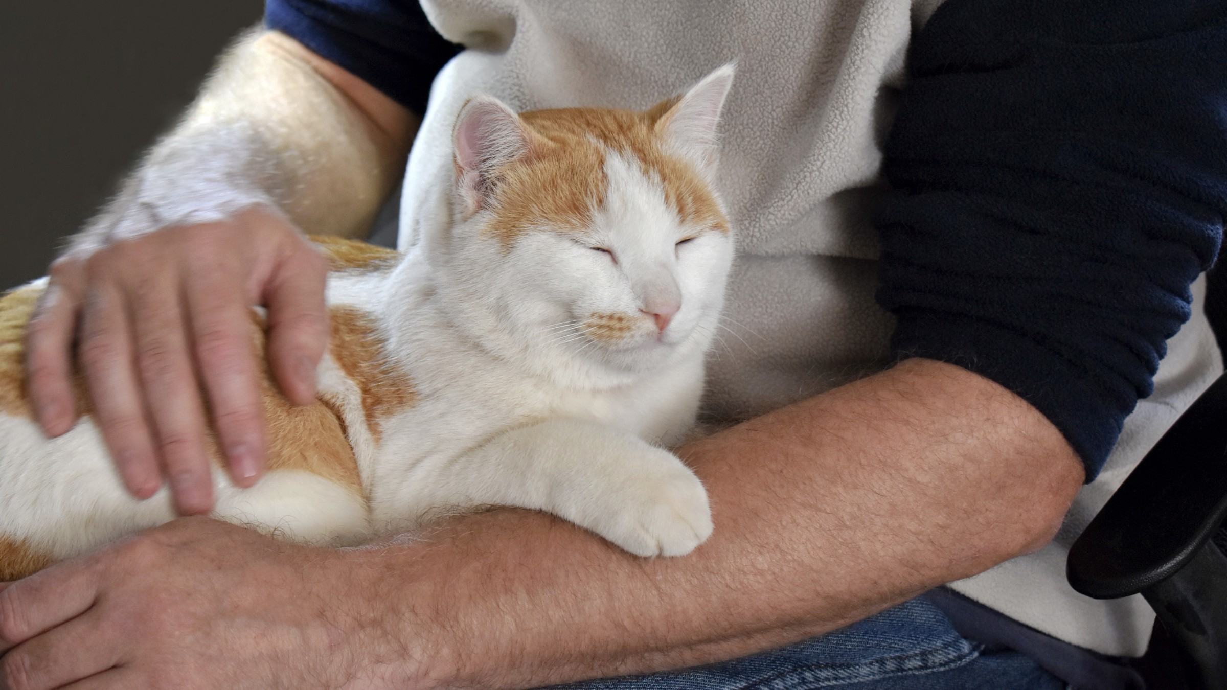 Trazodone for Cats Uses Dosage Side Effects GoodRx