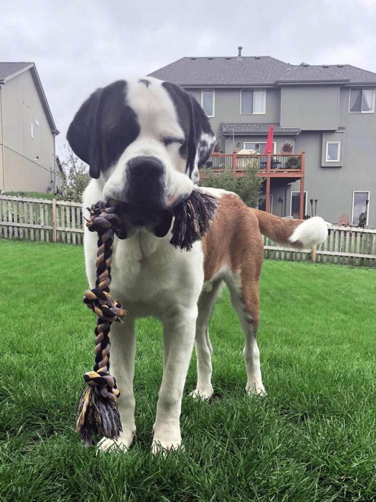 buddy-st-bernard-emily-goodrx-helps-768x1024.png