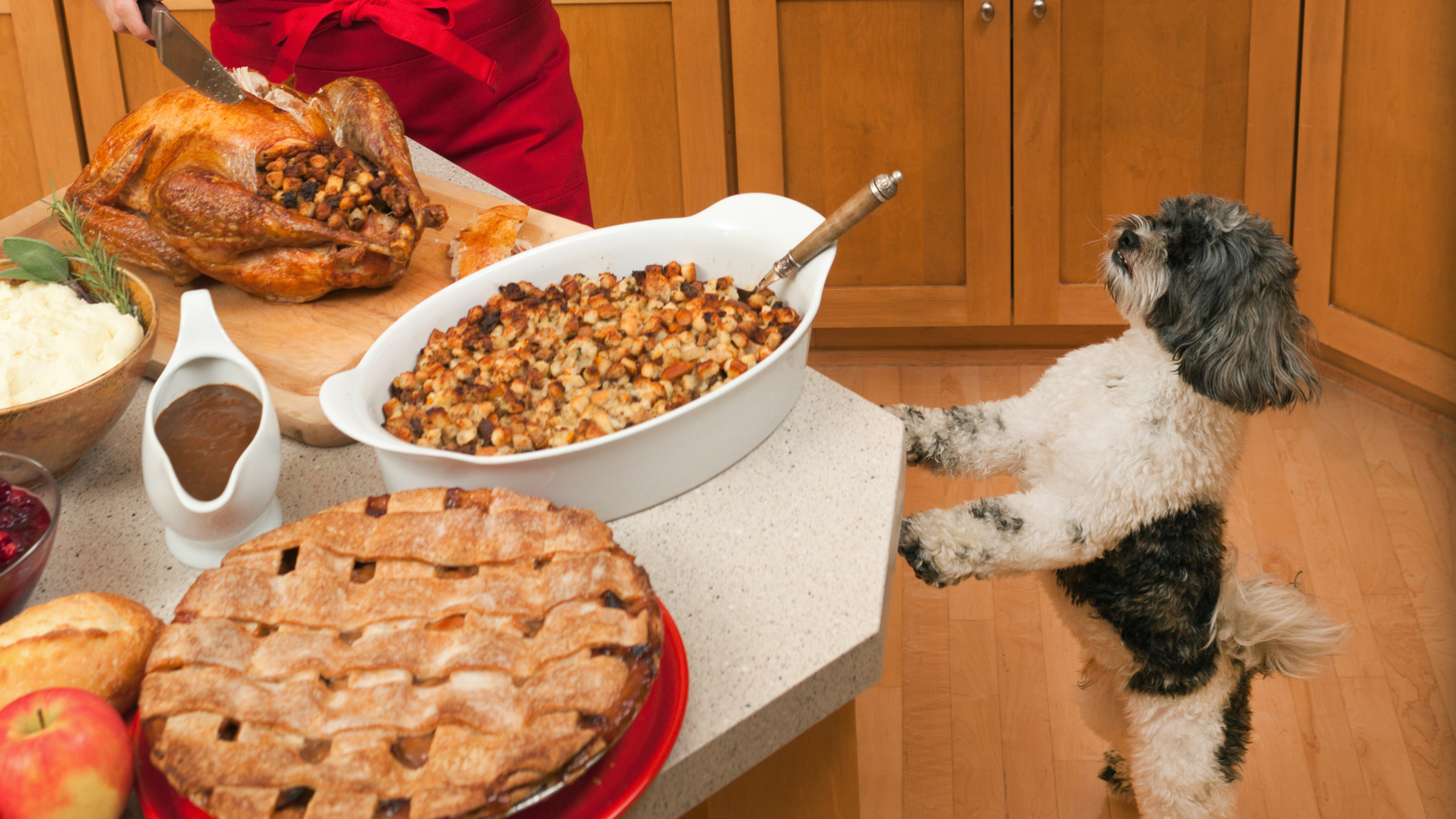 Should Metronidazole For Dogs Be Given With Food