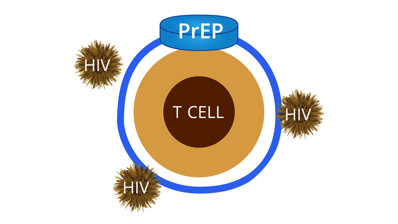 How PrEP Actually Works to Prevent HIV - GoodRx