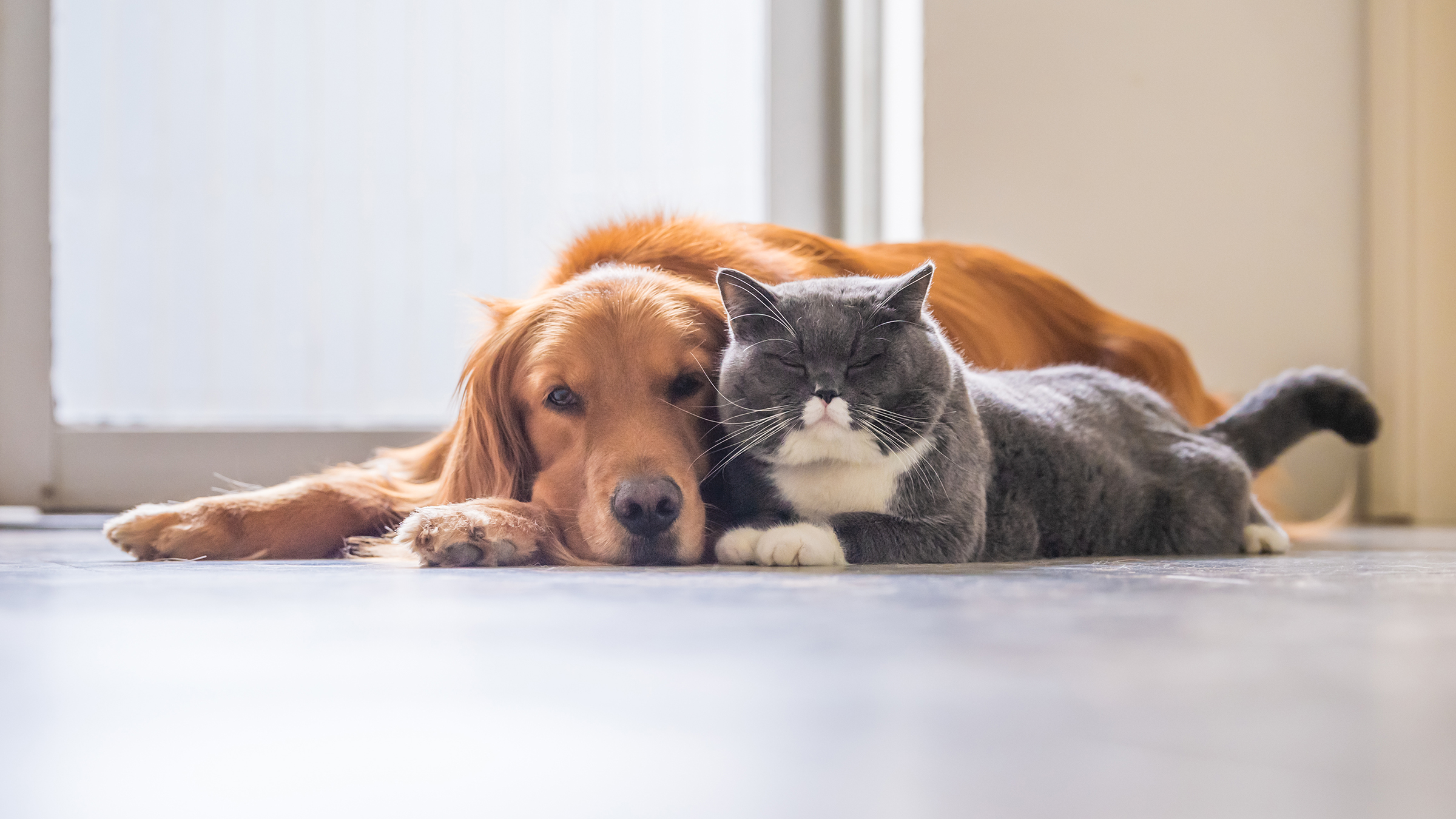 Cat is not pleased owners are home quarantined because of coronavirus