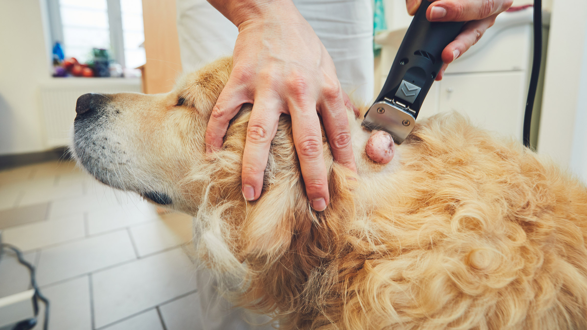 mast cell tumor in dogs