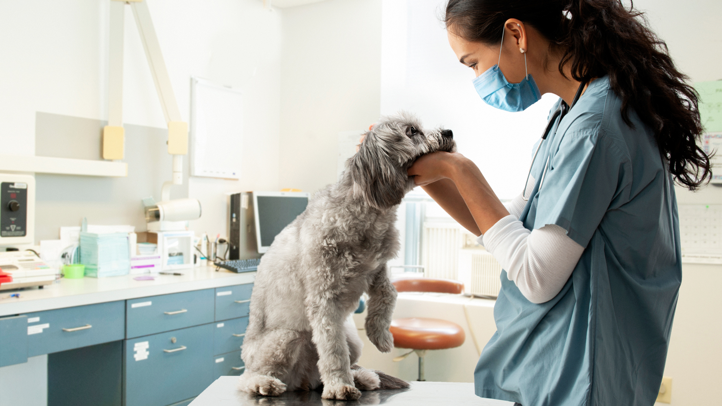 How Much Amoxicillin Can I Give My Dog? Dosage Tips and More - GoodRx