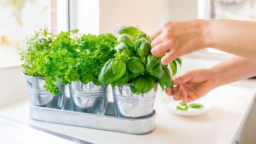 Cooking with IBS How to Add Flavor Without Garlic and Onion GoodRx