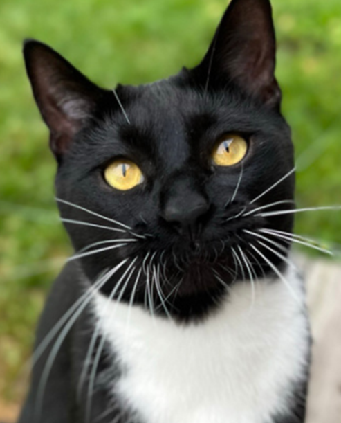 Marissa Cargal black-and-white cat, Falco, is pictured.