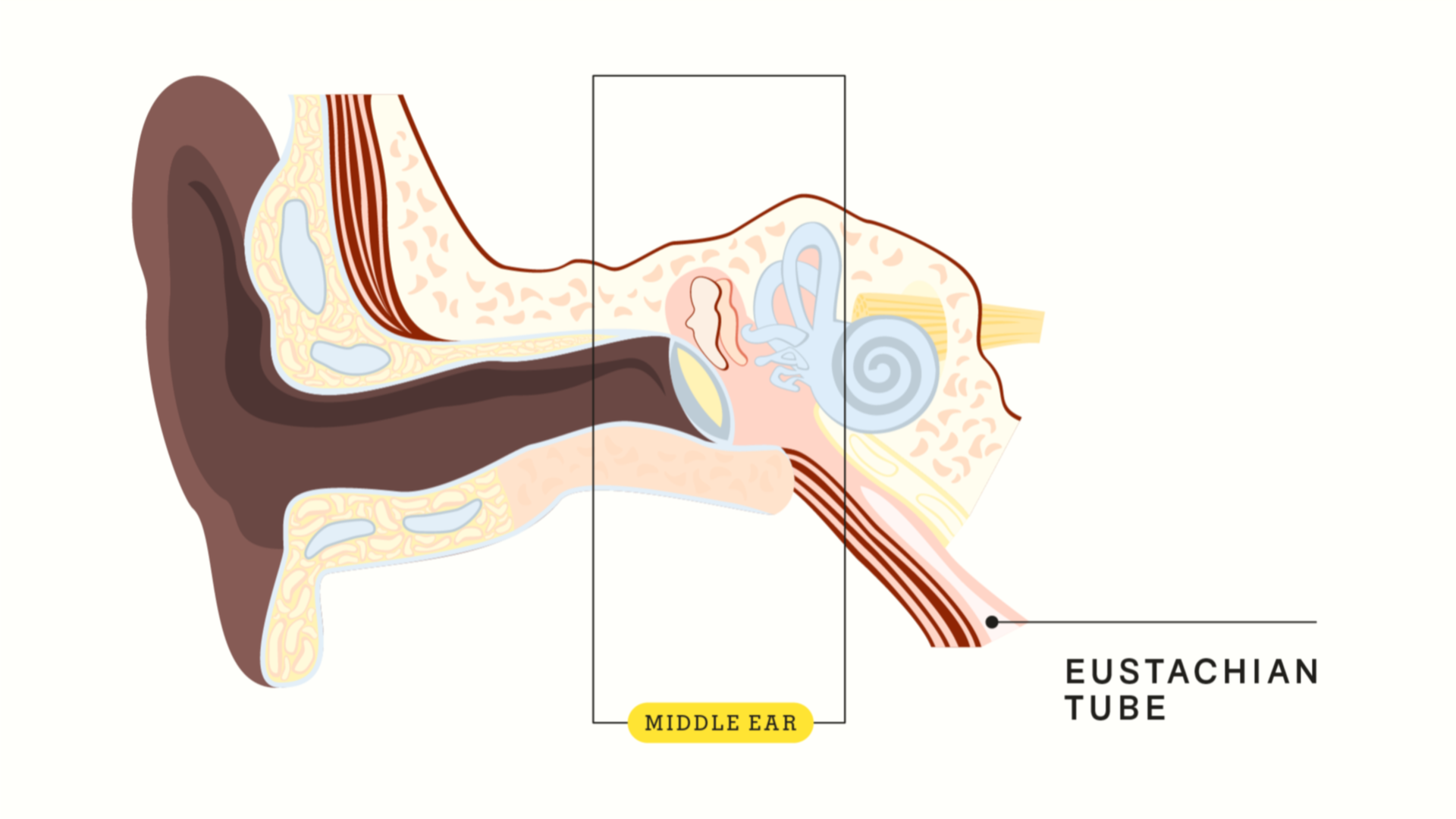 What Causes Fluid in The Ear, and What Does it Mean? | Dr. Seemab Shaikh,  Pune