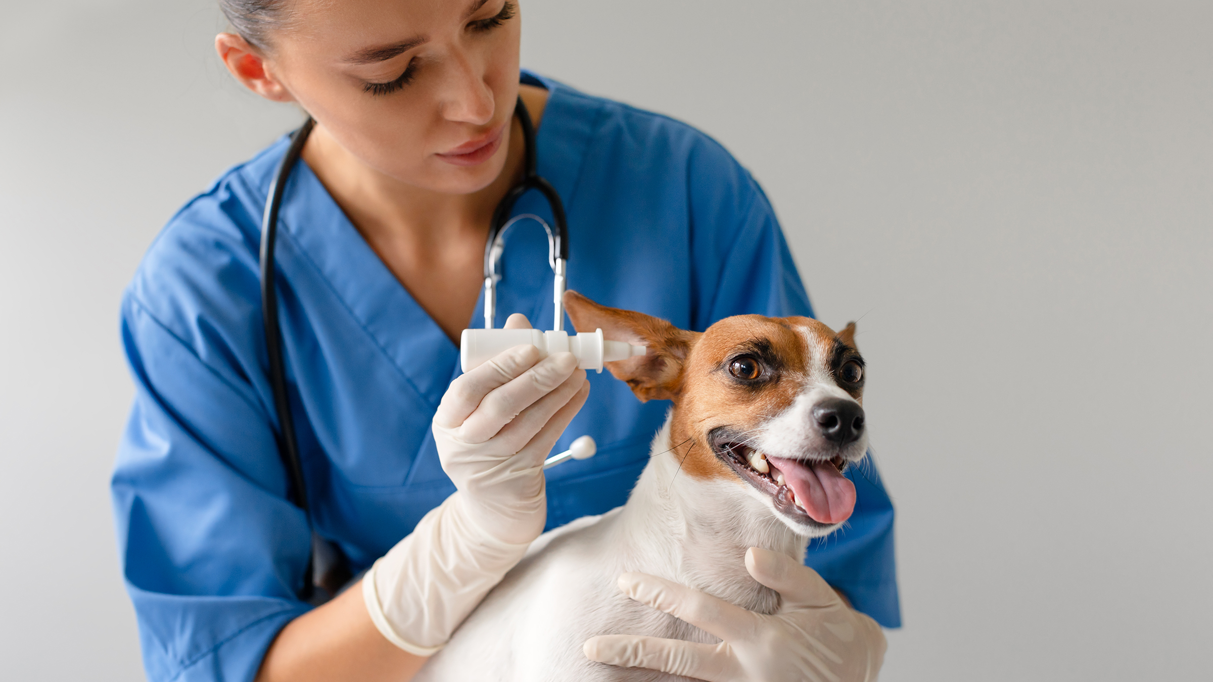 When (And Why) Do Dogs Need Their Anal Glands Expressed? - GoodRx