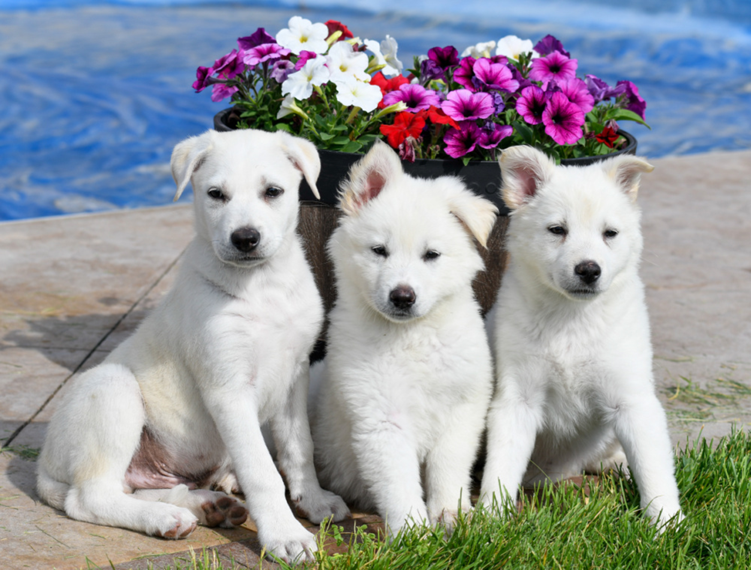 Three of Janelle Percy’s white foster dogs are pictured.