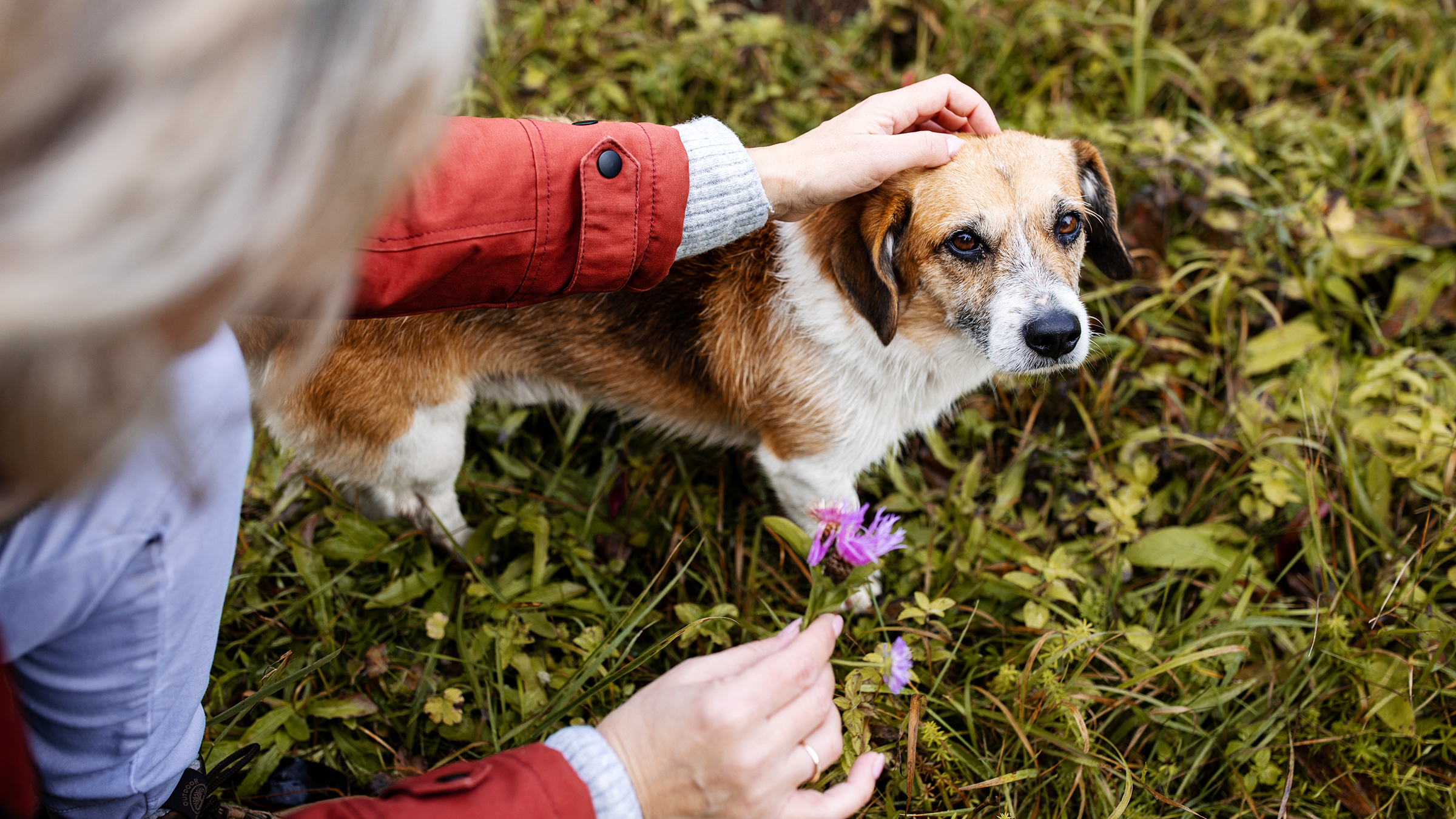 https://images.ctfassets.net/4f3rgqwzdznj/4wJAfjFAYzRb6kt3vf6RD/ae82478902baeb8d55af4e56a1cab981/woman_petting_dog_in_grass_1496122539.jpg