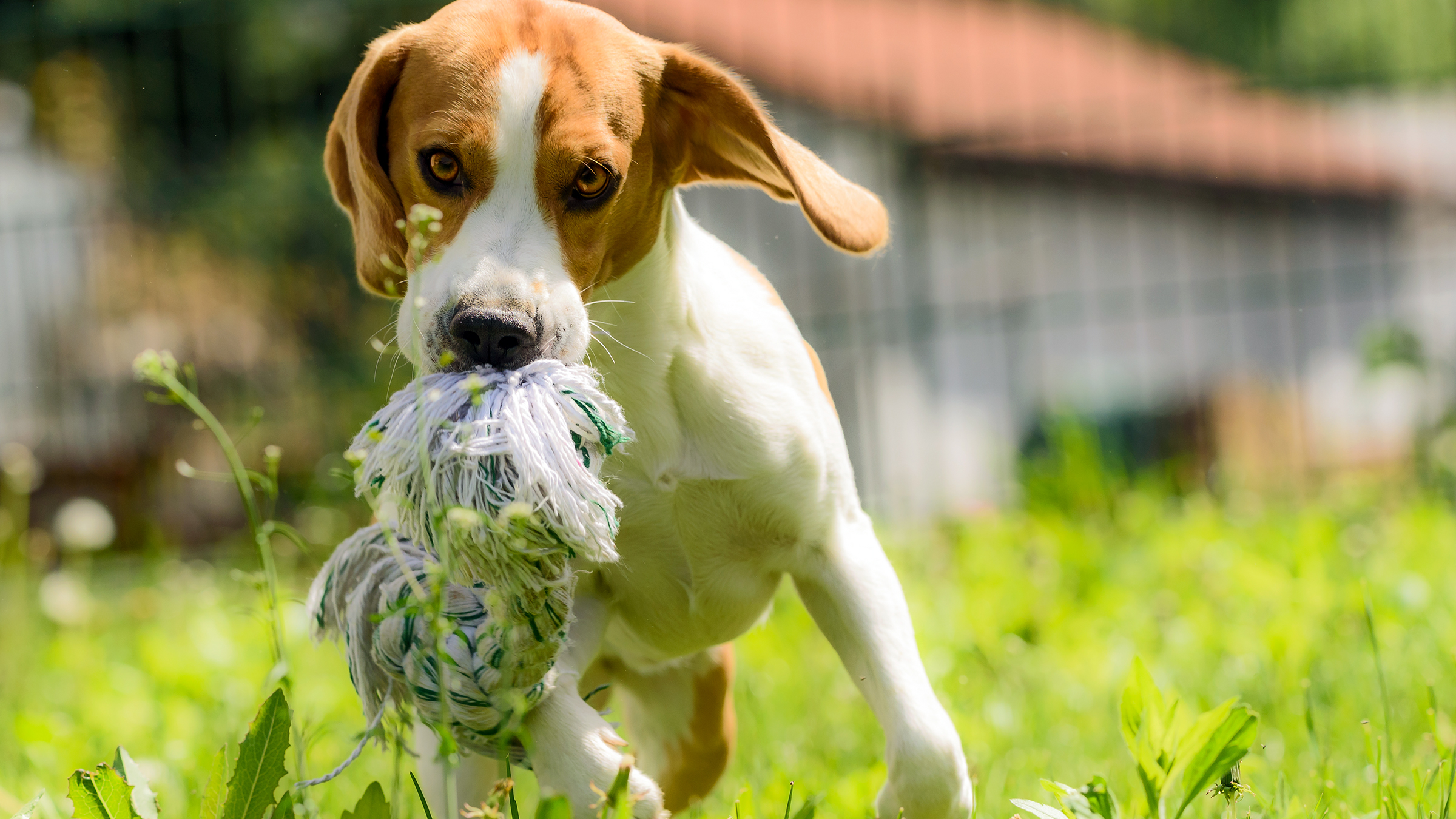 The 17 Best Dog Toys for Aggressive Chewers of 2023: the Toughest