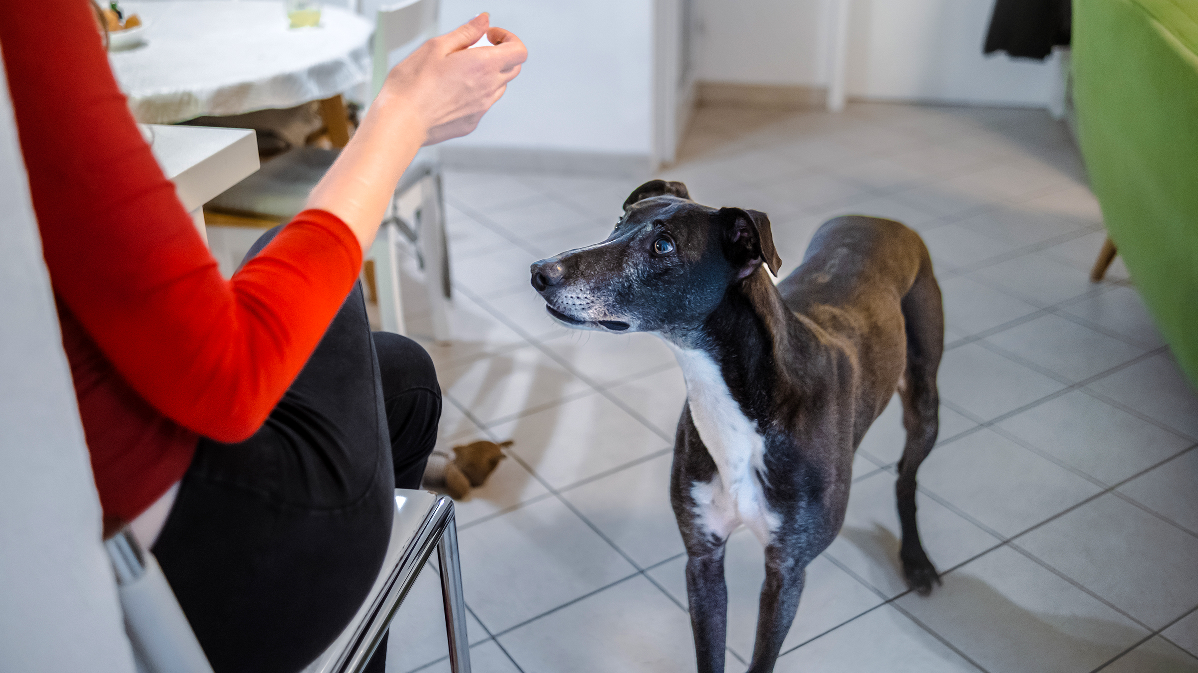 Incurin for Dogs: Side Effects and Dosages - GoodRx