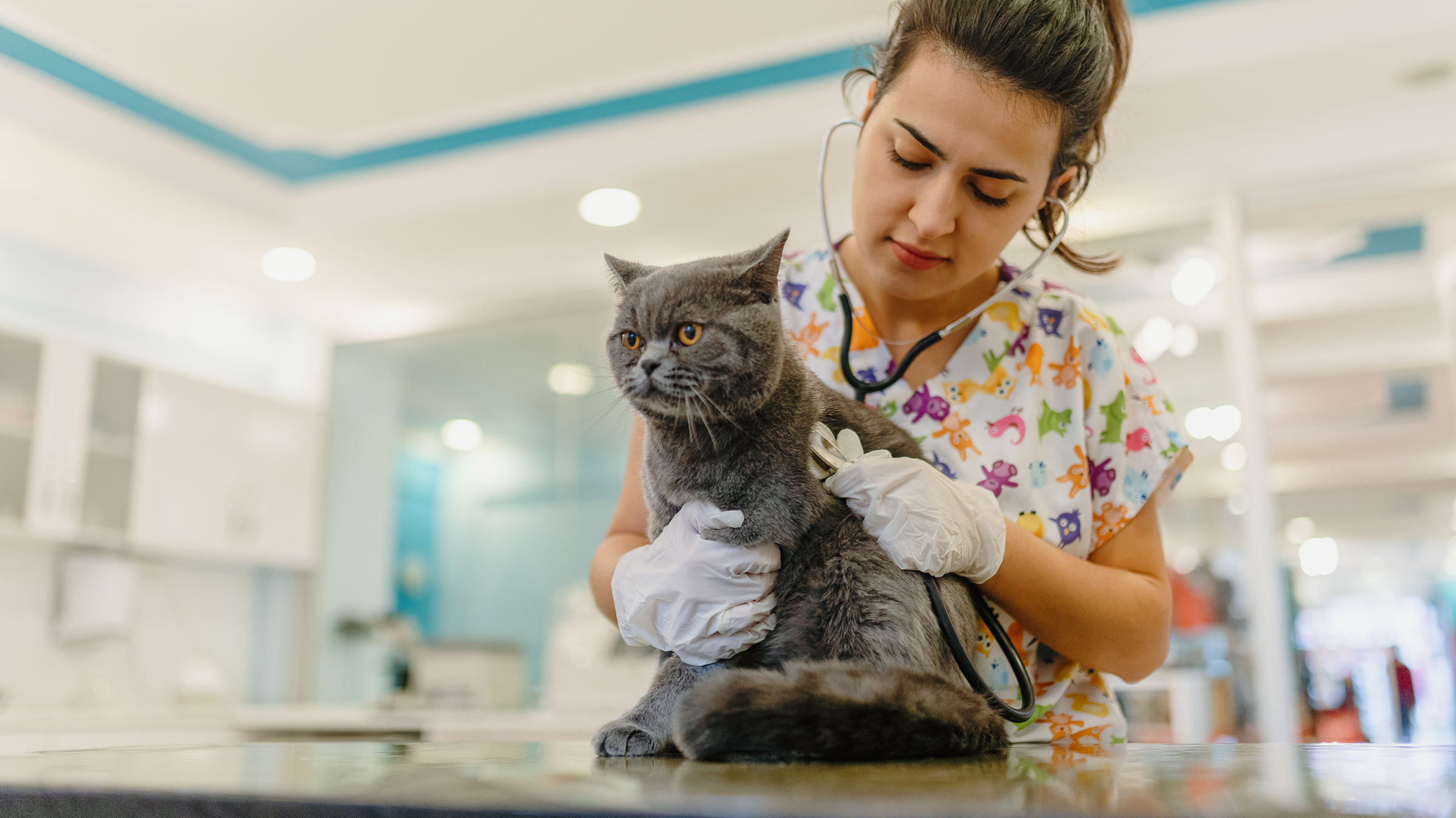What Are Cat Seizures? The Telltale Signs, Causes, & Recovery - GoodRx