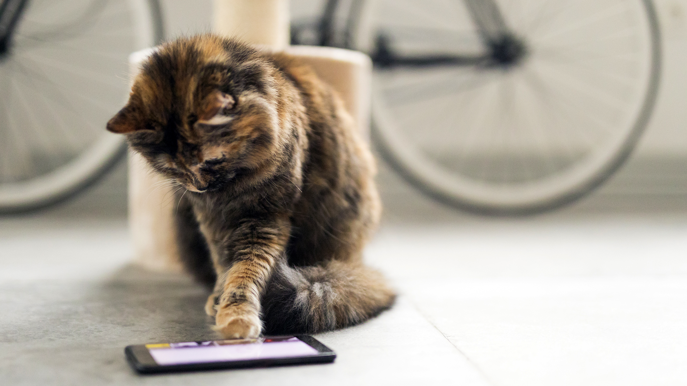 Catch The mouse for cats - Apps on Google Play