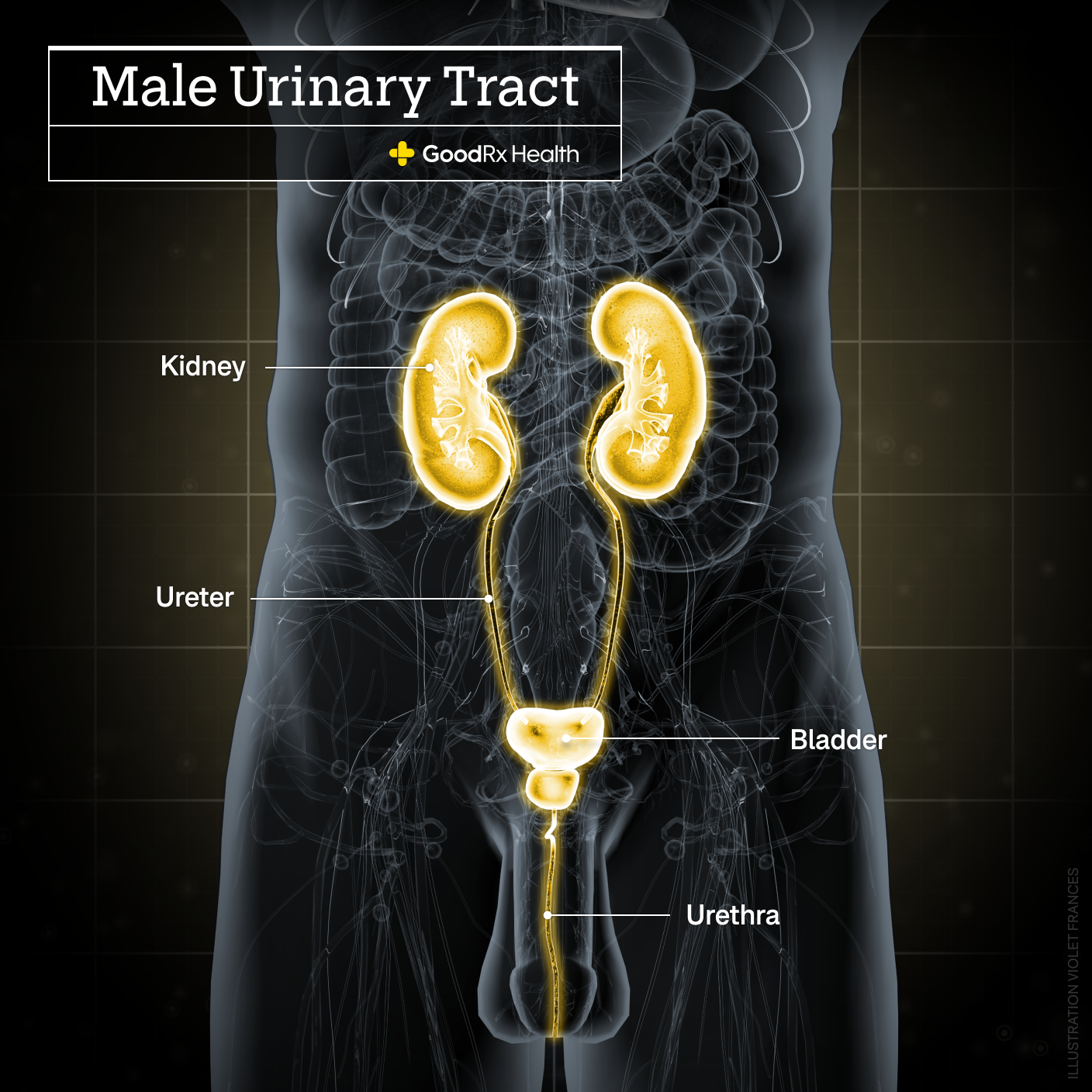 Inflamed Urethra Urinary Tract Photos and Images & Pictures