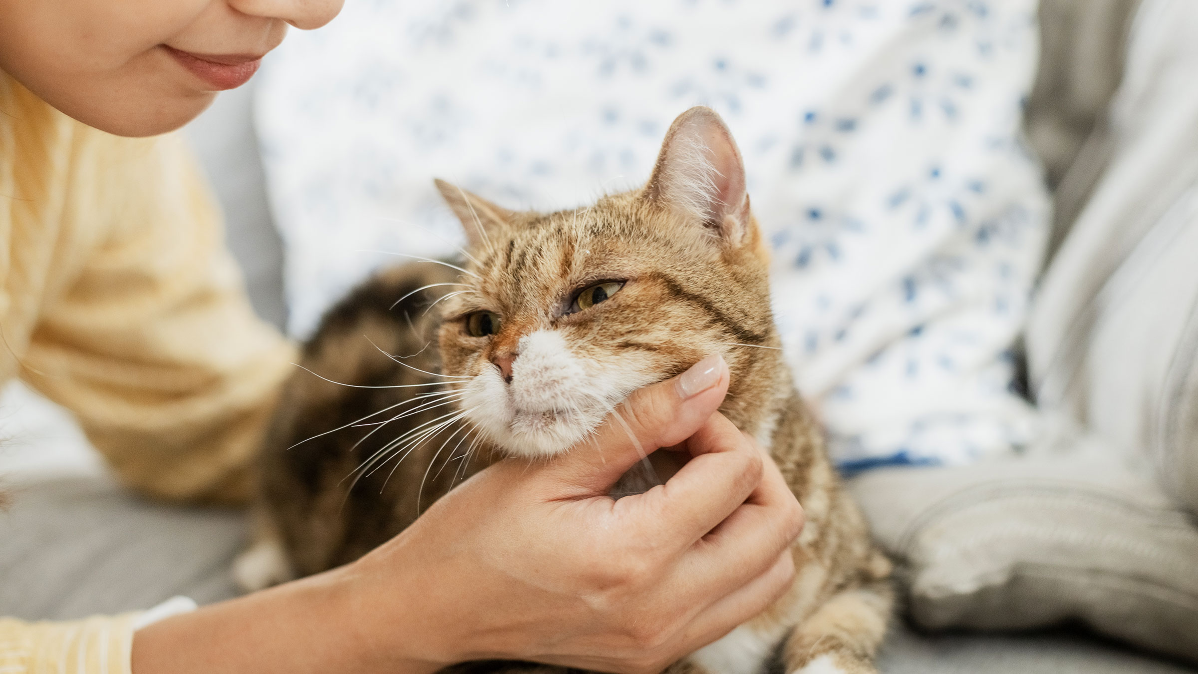 Nausea meds for clearance cats