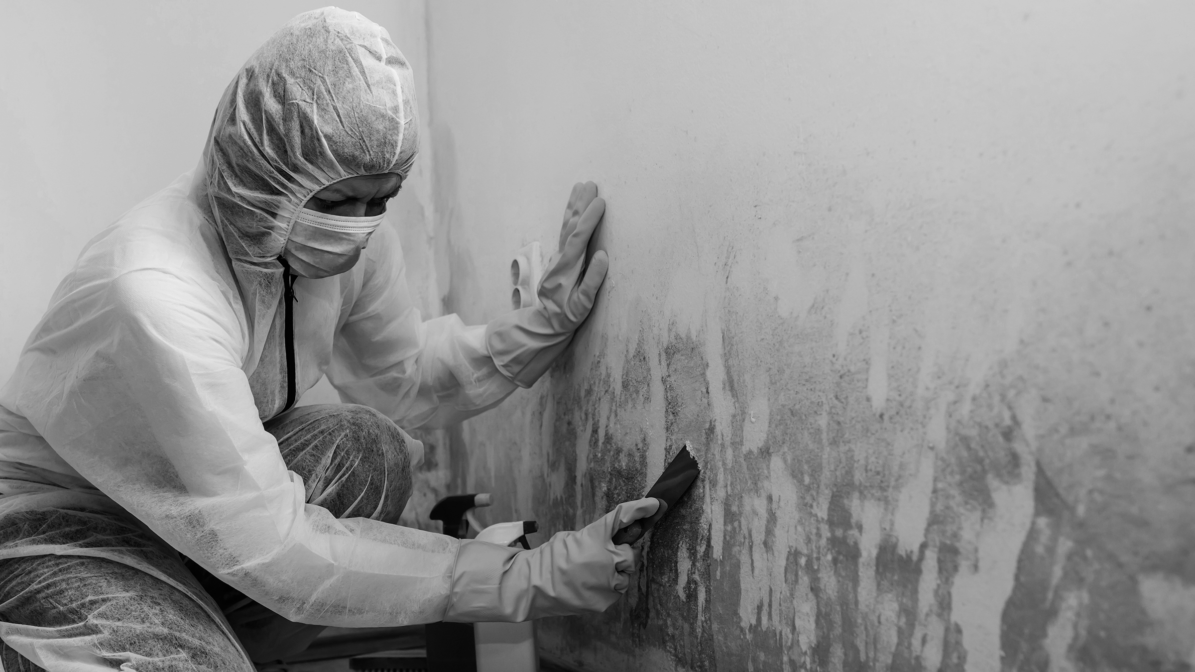 The Best Mold Removal Companies of 2024 - Picks by Bob Vila