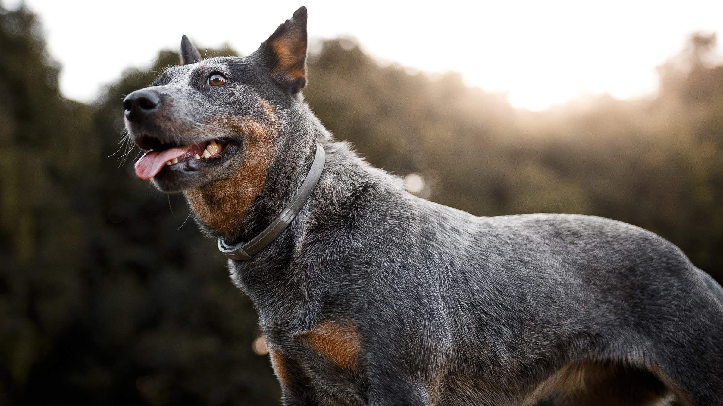 Phenobarbital For Dogs With Seizures: What To Know - Goodrx