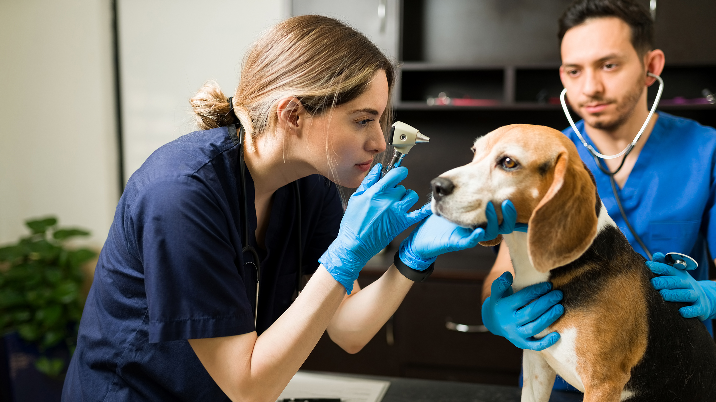 Where Do I Find Free and Low-Cost Pet Vaccinations? - GoodRx