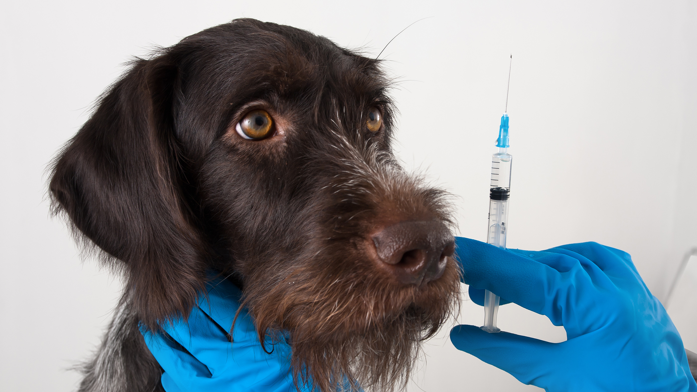 what happens if dog is not vaccinated