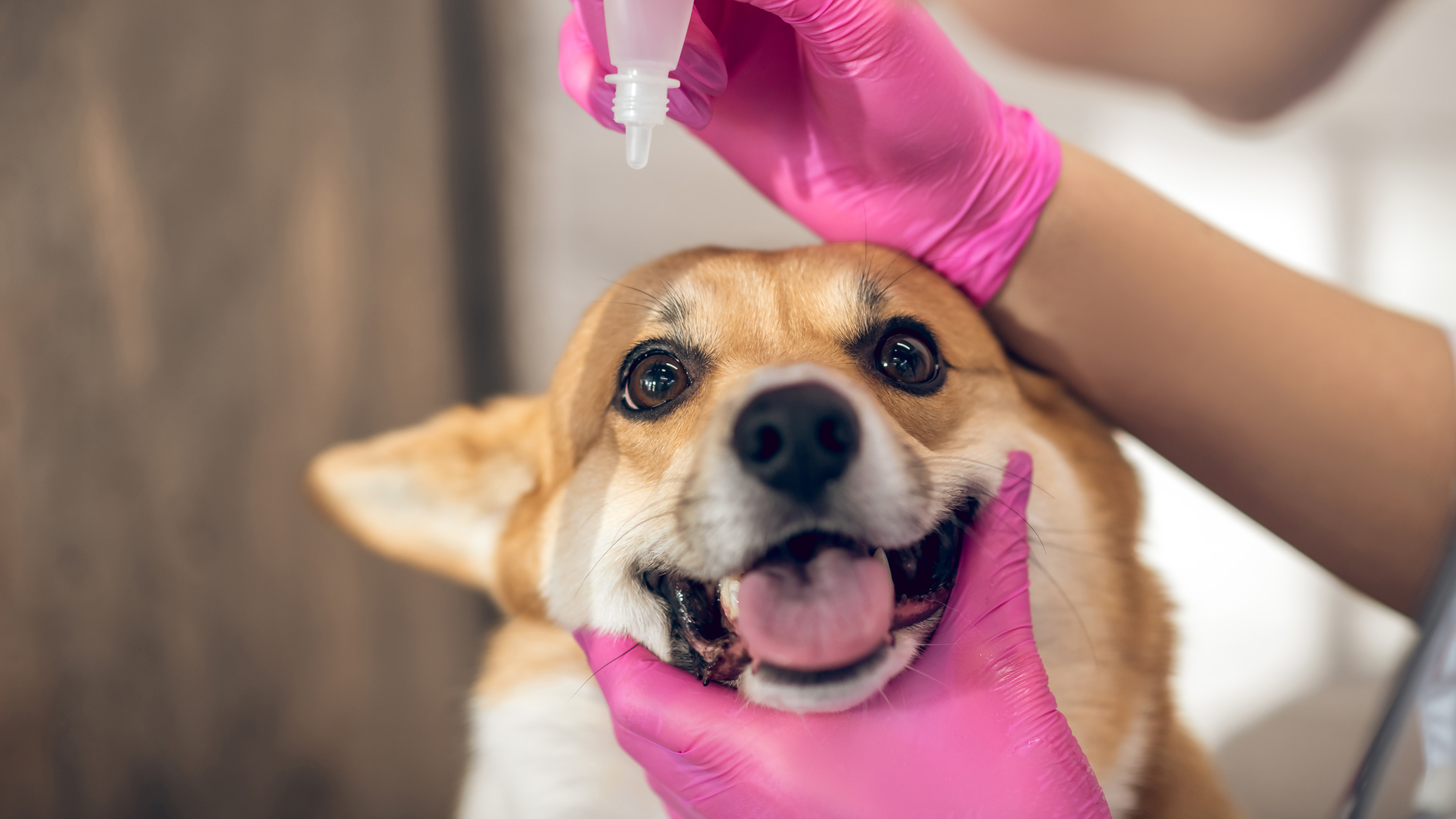 How Much Does a Dog Enema Cost at the Vet: Affordable Guide