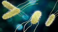 Salmonella Where It Comes From And Why It s Dangerous GoodRx