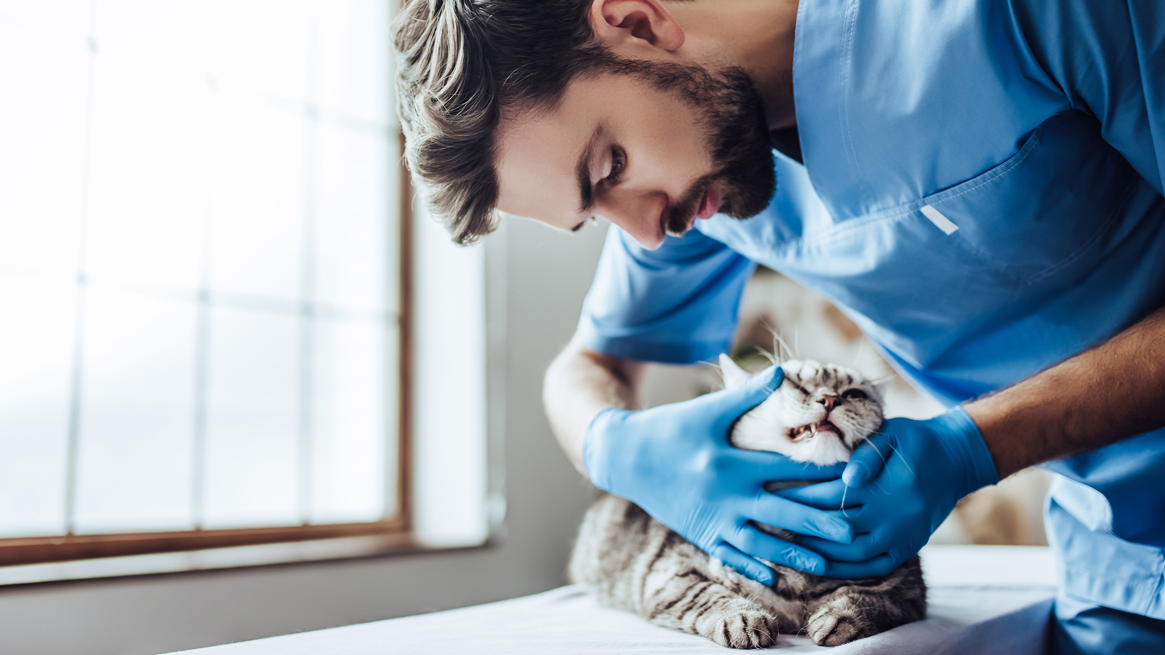 Cat Teeth Cleaning Cost Factors Affecting What You May Pay GoodRx