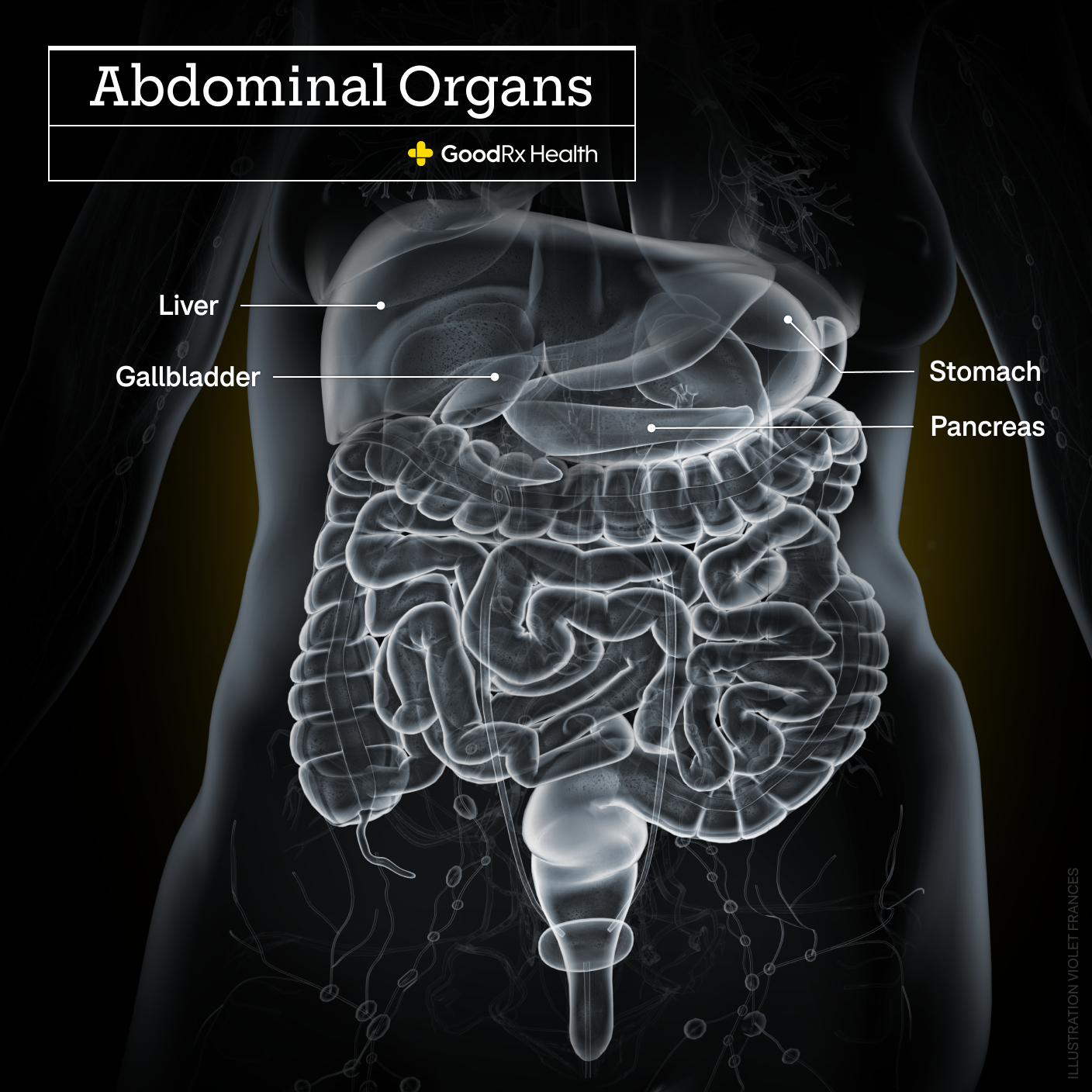 A 3D illustration of the abdominal organs highlighting the liver, gallbladder, stomach, and pancreas.