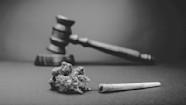 Defining What Legal Illegal Decriminalized Cannabis Means 