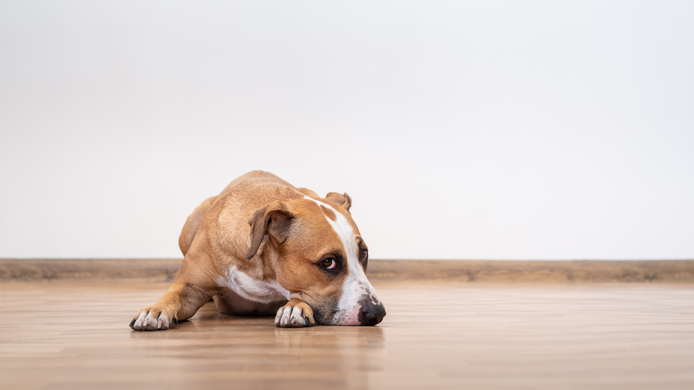 What Is Pica in Dogs? Causes, Symptoms, and Treatment - GoodRx