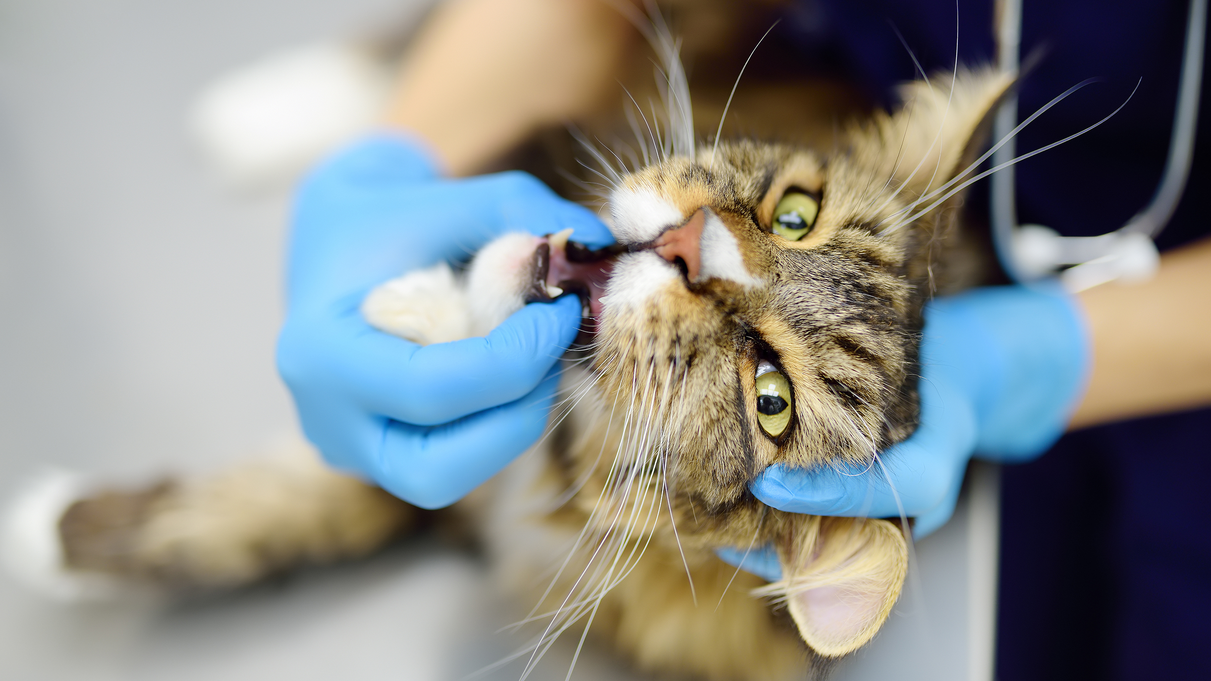 Does Pet Insurance Cover Dental? Here’s What to Know - GoodRx