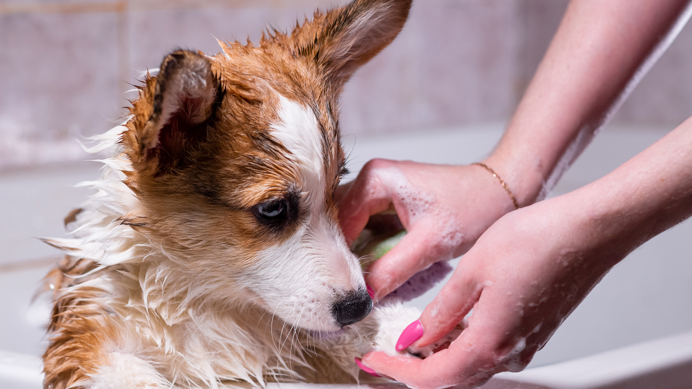 Natural home remedies for dog hot spots best sale