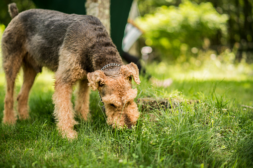 Why Do Puppies Eat Dirt And Grass