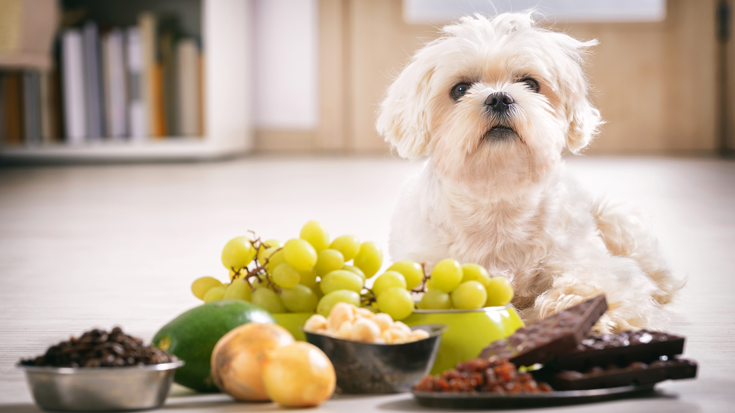 10 Human Foods that Dogs Can and Cannot Eat