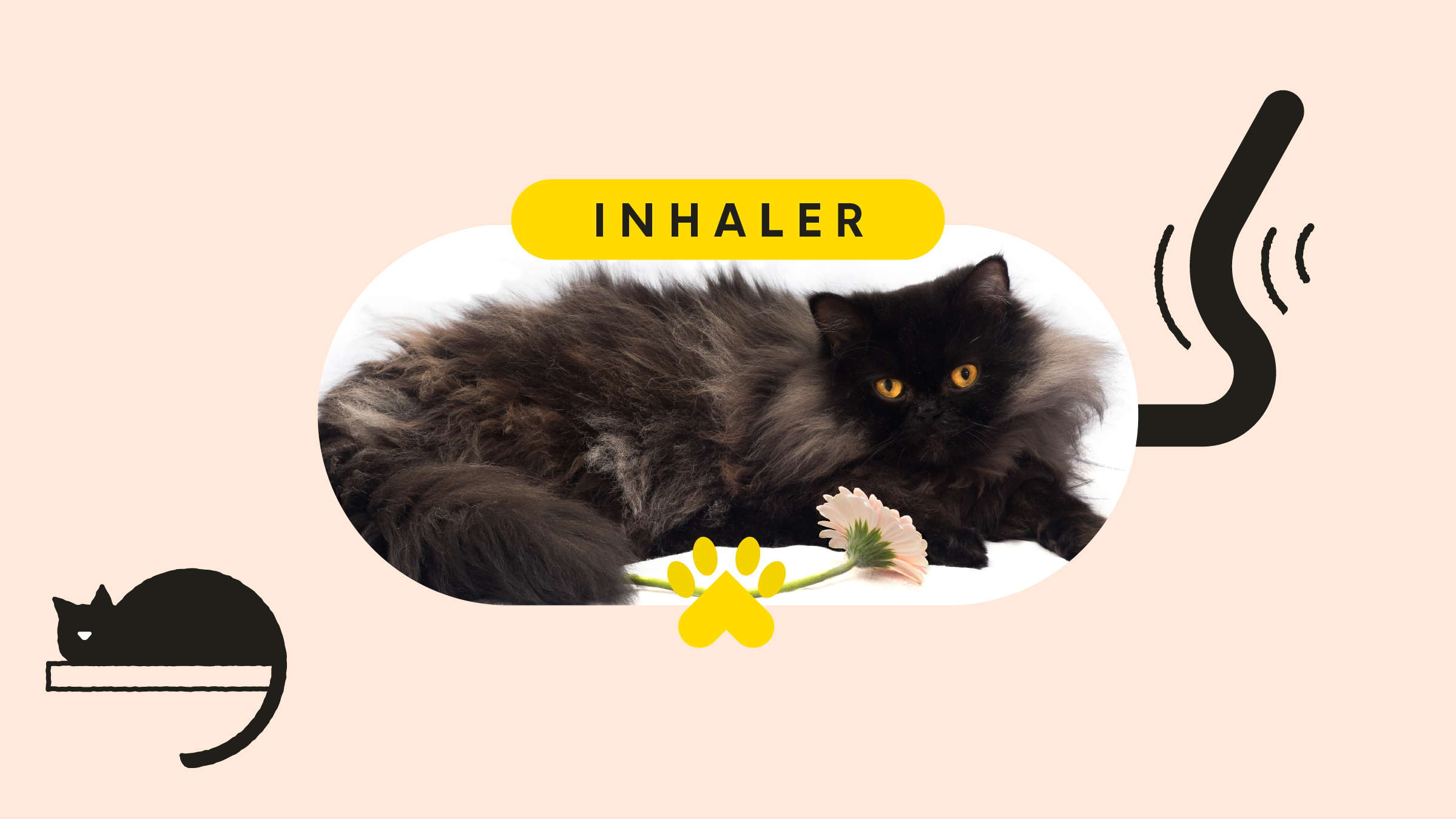 What It’s Like to Care for a Cat With Asthma GoodRx