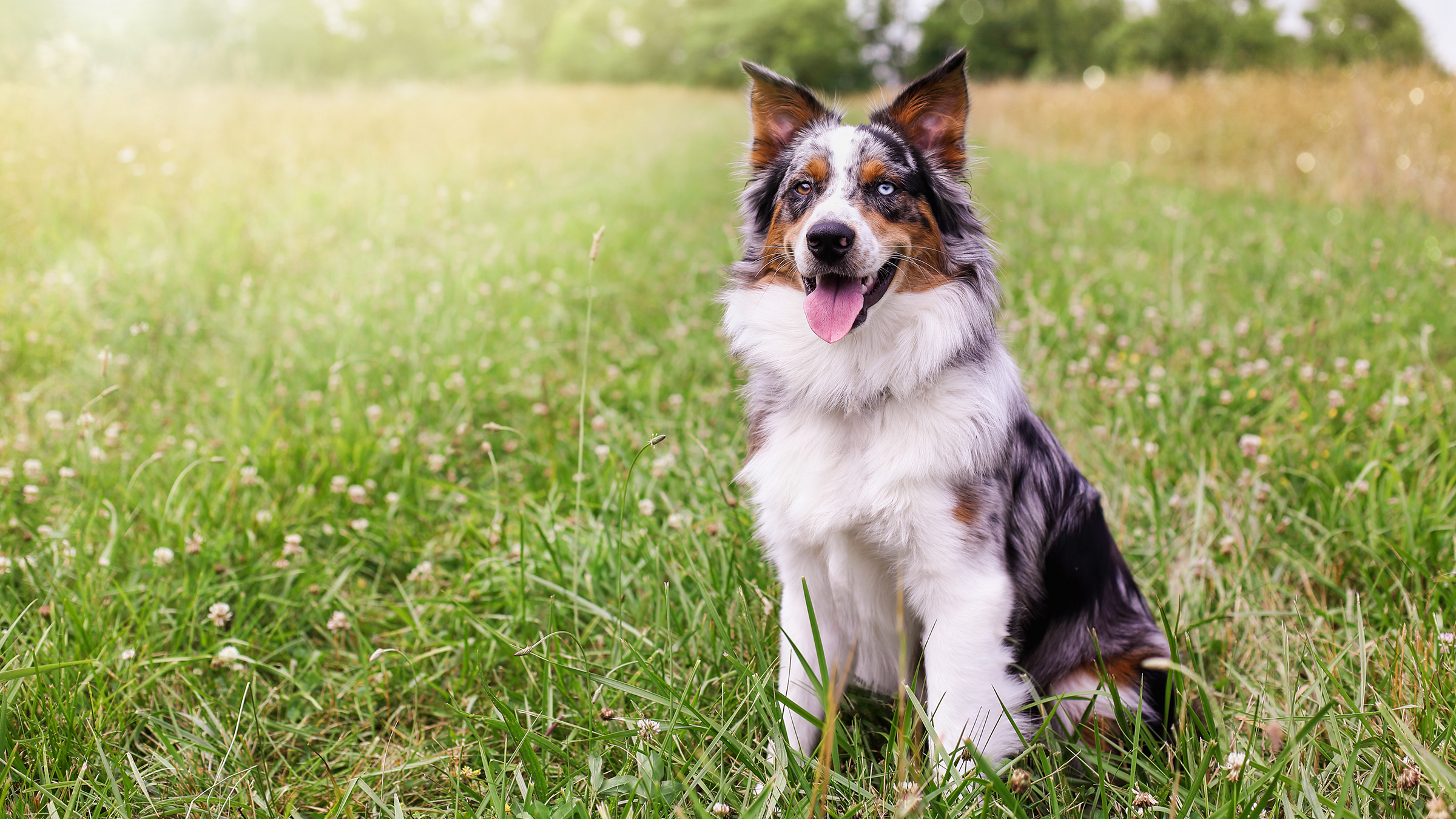 can lyme disease be treated in dogs