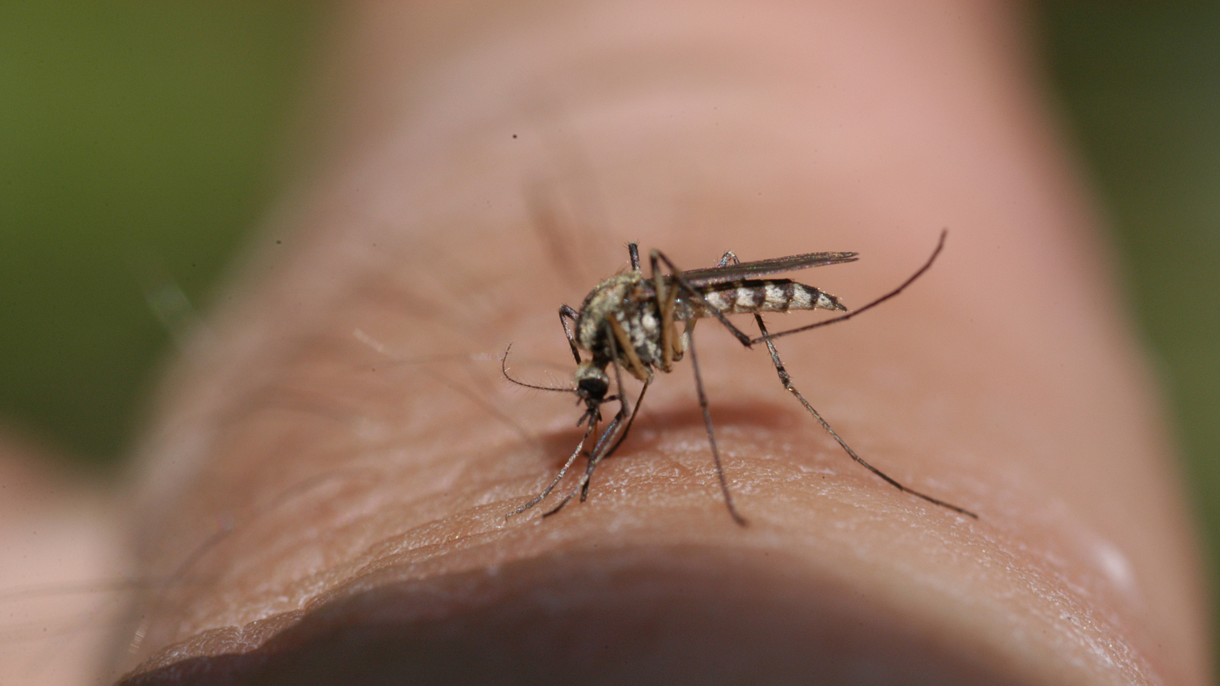 Why Do Mosquitoes Bite Some People More? - GoodRx