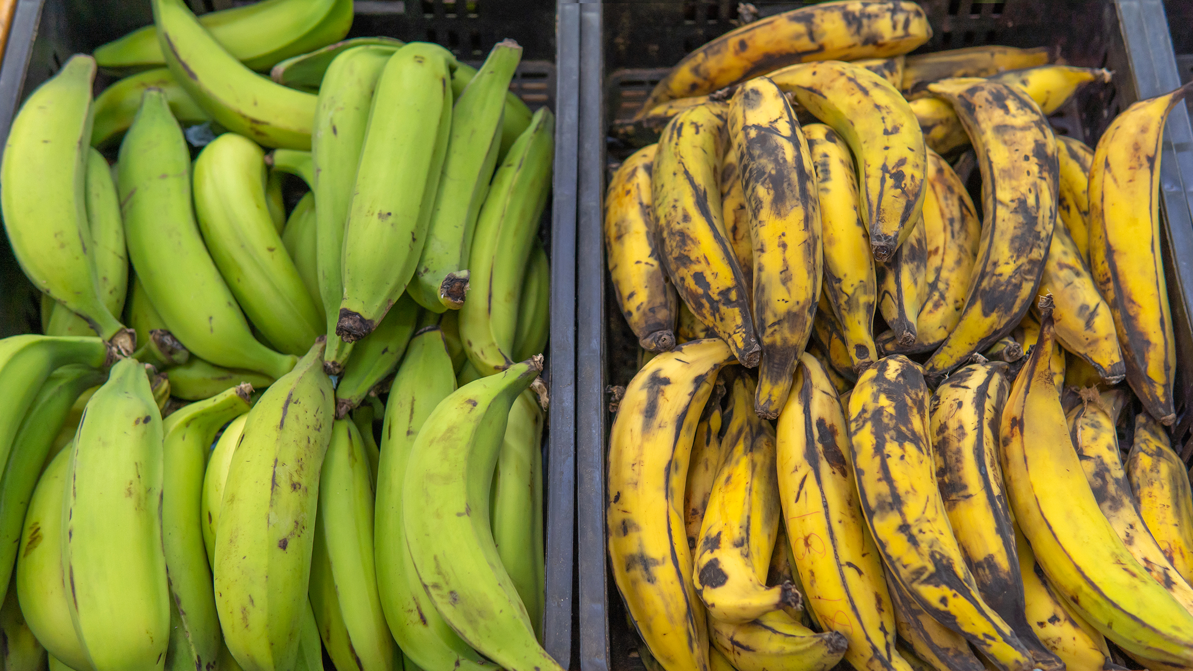 This image presents a stark visual contrast between two types of bananas, neatly arranged side-by-side in what appears to be plastic crates or trays at a market stall. The left side is filled with a dense cluster of green plantains, their skins smooth and unblemished, indicating they are unripe and intended for cooking rather than immediate consumption. They are tightly packed, showcasing a uniform, vibrant green hue with subtle variations in shade. The plantains are slightly curved, typical of their variety, and their stems are visible at the base of the pile. In direct opposition, the right side displays a collection of ripe, almost overripe bananas. These bananas are predominantly yellow, heavily speckled with dark brown and black spots – a clear sign of advanced sweetness and impending decay. Their skins are more textured and show signs of bruising, suggesting they’ve been handled or are nearing the end of their shelf life. The bananas are also closely grouped, but their arrangement feels less organized than the plantains. The lighting is even, highlighting the textural differences between the two fruits and emphasizing the color contrast. The overall composition suggests a display intended to showcase the different stages of banana ripeness and their culinary uses.