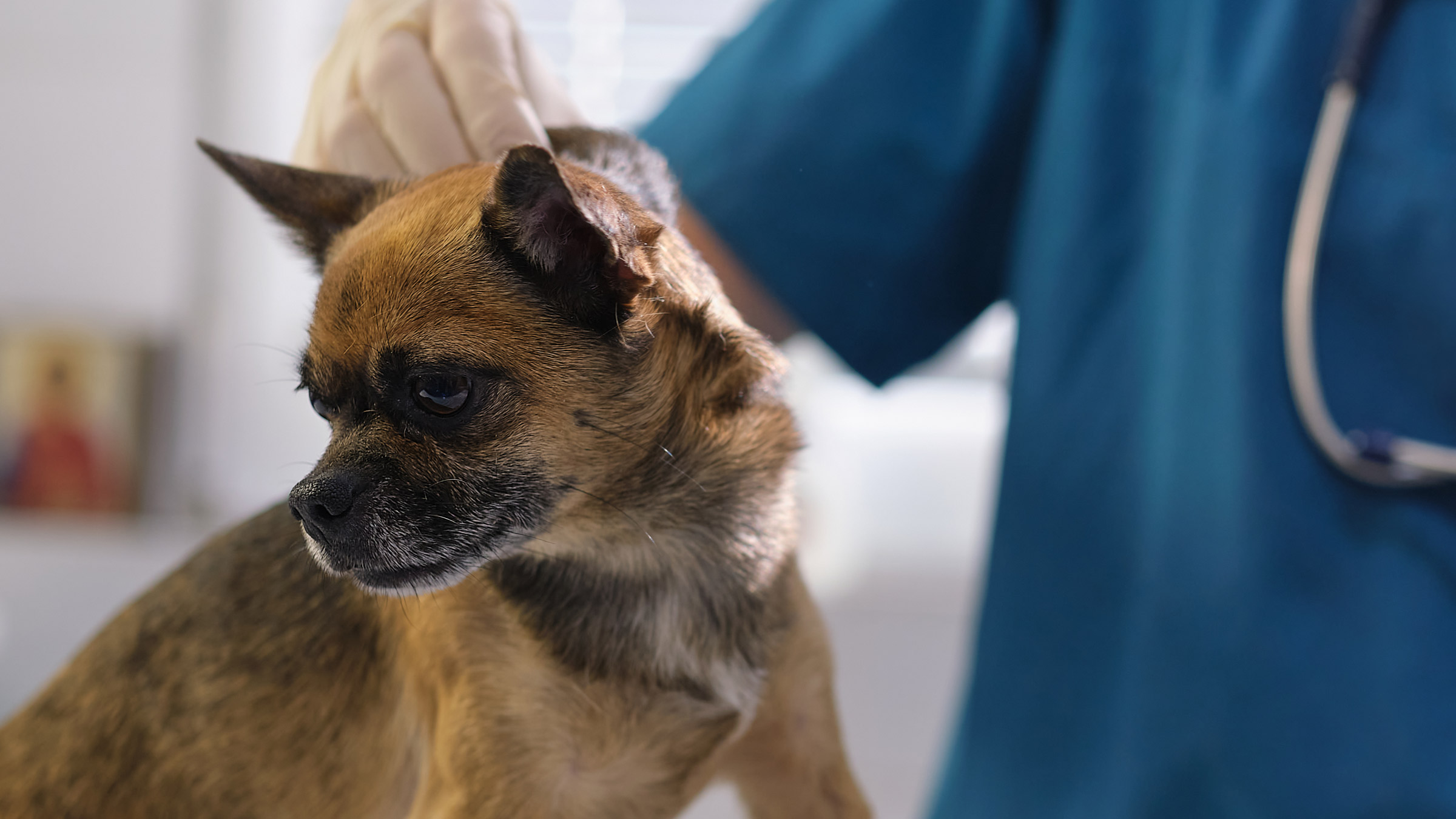 https://images.ctfassets.net/4f3rgqwzdznj/7fkx1jbZ5RyyuHWewA9L9u/4bef3cfa9ce6c5247b1e5cb537a93fc8/vet_examining_dog_skin_1453614217.jpg