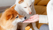 Probiotics For Dogs Could Your Pet Benefit From Healthy Bacteria GoodRx