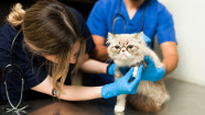 14 Signs Your Cat May Be In Pain And How To Tell For Sure GoodRx