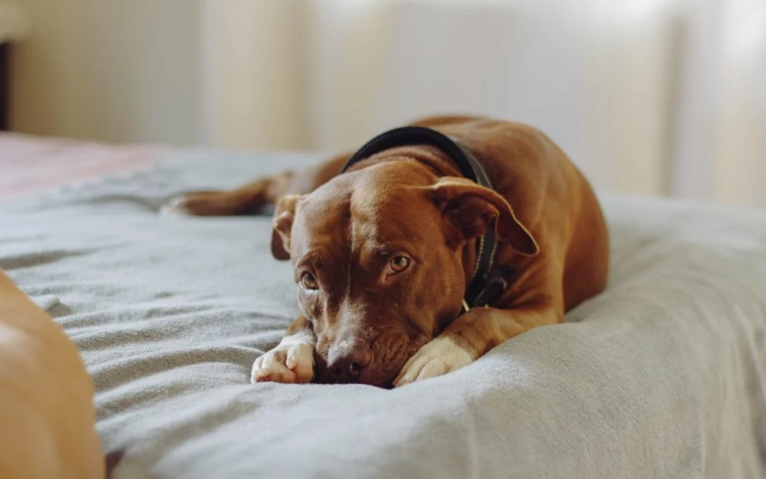 How Fluoxetine Treats Separation Anxiety in Dogs