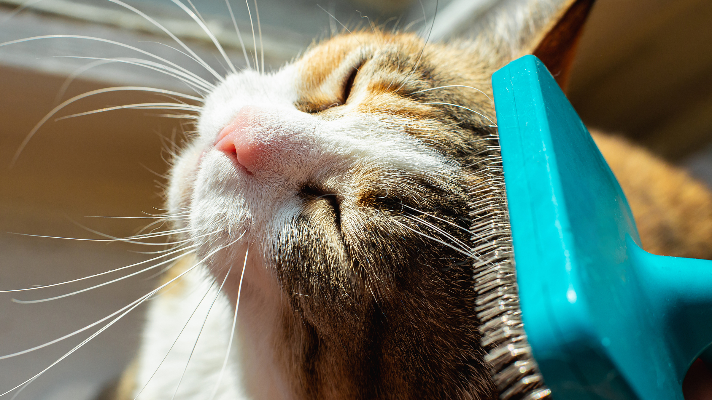 How Often Should I Be Brushing My Cat? What Experts Say - GoodRx