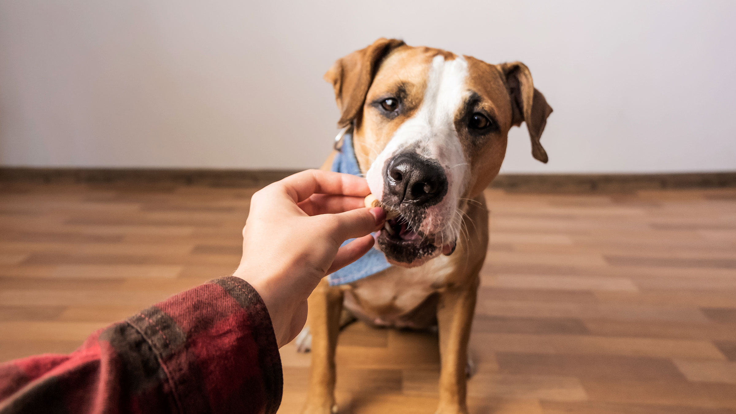 Heartgard Plus: Chewable Heartworm Prevention for Dogs - GoodRx