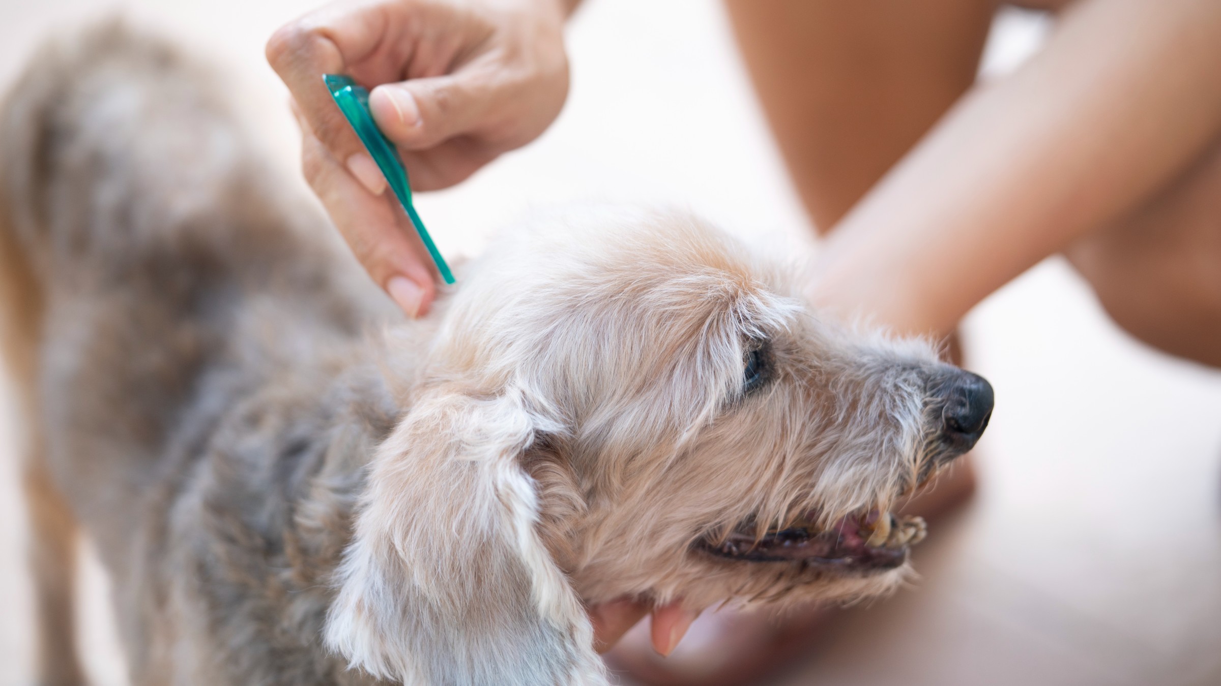 Tick Treatments For Dogs: What Kills Ticks Quickly - Goodrx